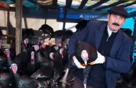 500 bin hindinin ayrımcılık isyanı