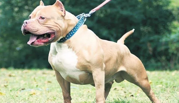 Artan pitbull saldırıları üzerine