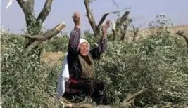 Siyonist yerleşimciler, Nablus’ta zeytin bahçelerini ateşe verdi