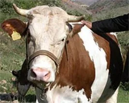 Büstü deviren ineğe sürgün!