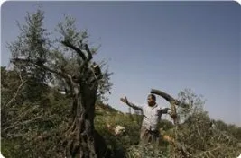 İşgal güçleri Nablus’ta yüzlerce zeytin ağacını telef etti