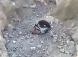 Suriyeli Müslüman genci diri diri toprağa gömdüler (VİDEO)