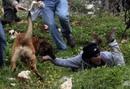 Siyonist alçaklar köpek eğitimi için Filistinlileri denek yaptı