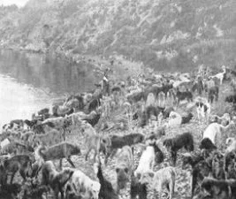 İttihat ve Terakki köpeklere de zulmetmiş