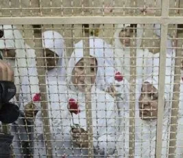 Mısır’da 14 genç kıza tecilli hapis cezası