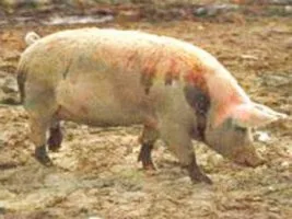 Domuz eti yedirdi, 3 kuruşluk ceza ile kurtuldu