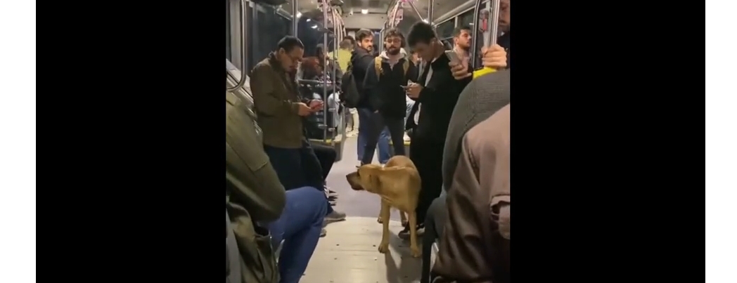 Hayvan tapıcılığında gelinen nokta: “Kadını attılar, köpek kaldı” (VİDEO – YORUM)