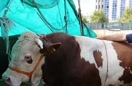 Kurban ortaklığı kimlerle yapılmalı?