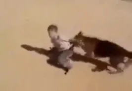 Siyonist alçaklar köpeği Filistinli çocuğa saldırttı (VİDEO)