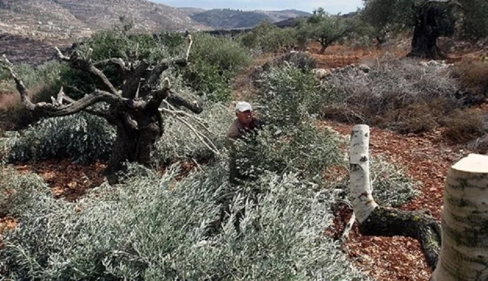 Yahudi yerleşimciler, Filistinlilere ait 300 zeytin ağacını kesti