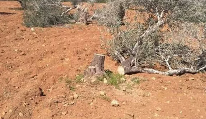 İşgal güçleri himayesindeki Yahudi yerleşimciler Ramallah’ta 100'den fazla üzüm ağacını kesti
