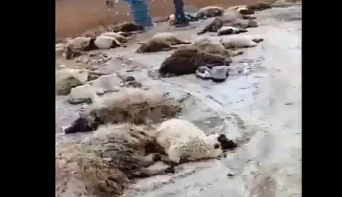 İşgalci Rusya ve finosu Esed diktası İdlib’deki tüm canlılara saldırıyor