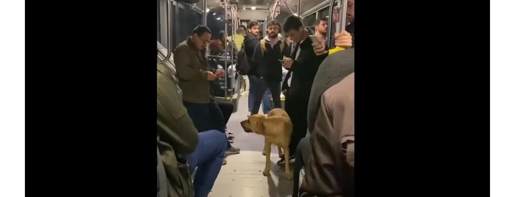 Hayvan tapıcılığında gelinen nokta: “Kadını attılar, köpek kaldı” (VİDEO - YORUM)