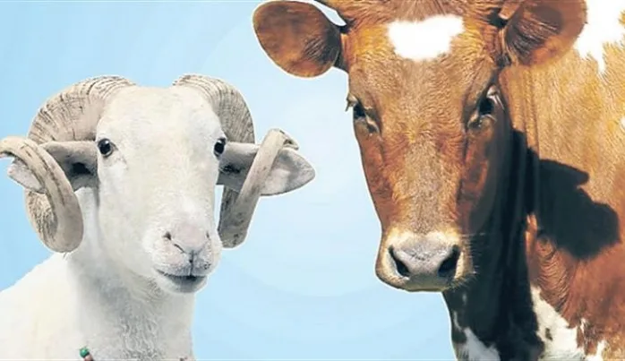 Kurban İçin, Bıçağından Önce Bilincini Bile!