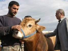 Herkes kurban kesmek zorunda mı?