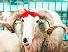 Kurban bilinçtir, direniştir, adanış provasıdır
