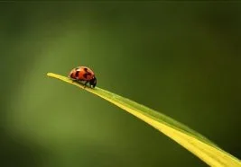 Bir Kur’an kavramı olarak dünya ve dünyevîleşmek